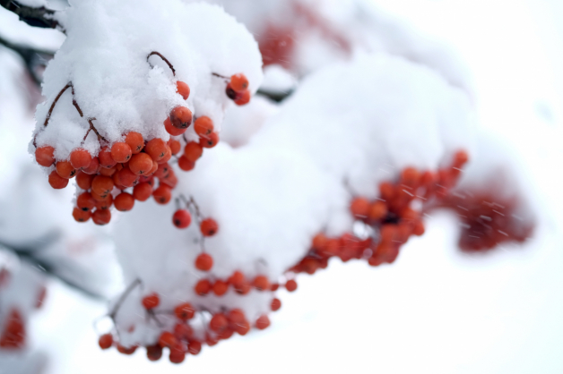 Winter Landscape wall murals & wallpaper Berry Sorbus Snow Art. No:10000017118
