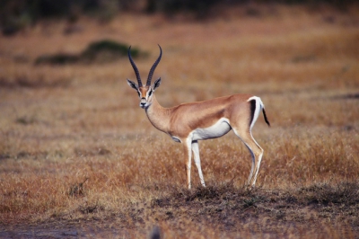 Antelope 011