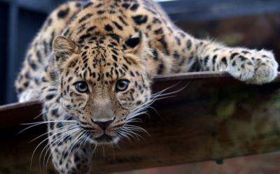 Leopard 007