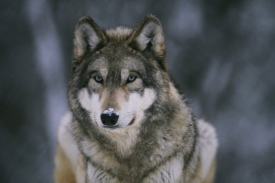 Wolf 015