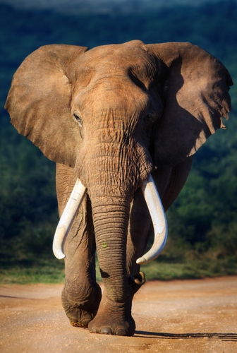 Elefant 011