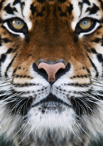 Tiger 003