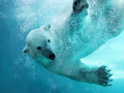 Polar Bear 016