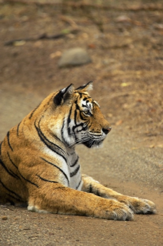 Tiger 035
