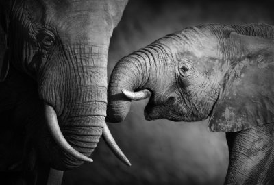 Elephant 012