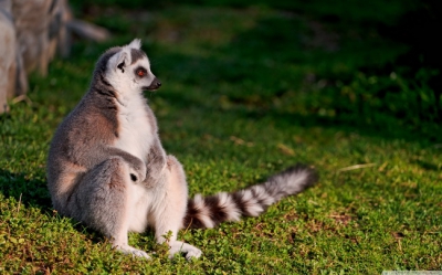 Lemur 001