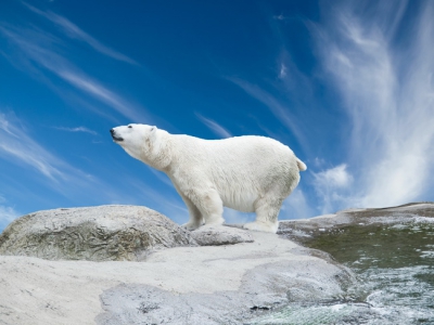 Polar Bear 018