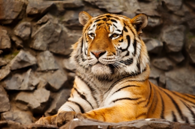 Tiger 038