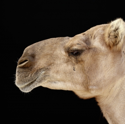Camel 001