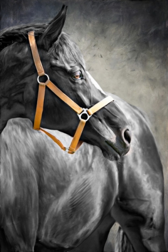 Horse 027