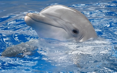 Dolphin 008
