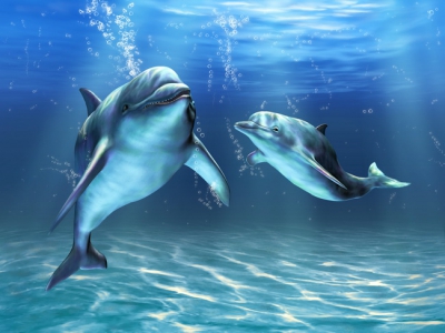 Dolphin 018