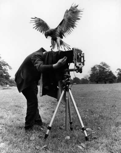 Eagle And Photographer