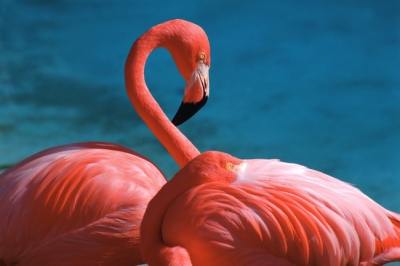 Flamingo 009