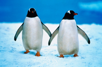 Penguin 013