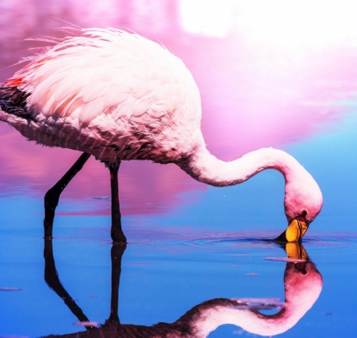 Flamingo 013