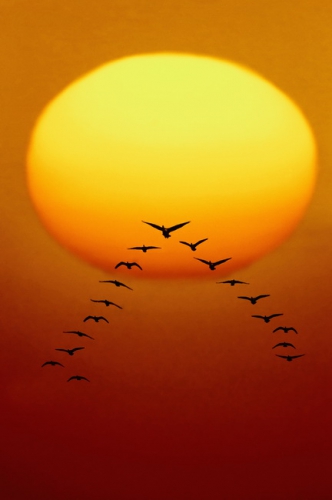 Birds At Sunset 005