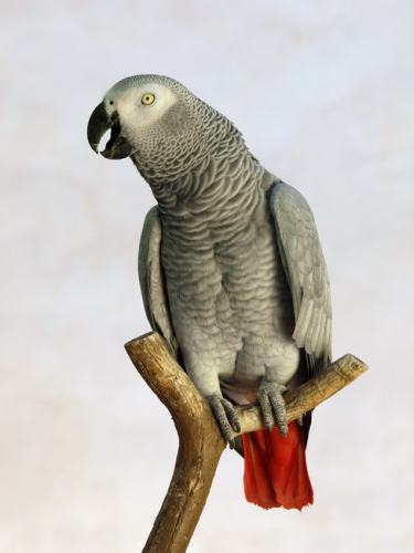Parrot 038