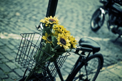 Bicycle, Basket 006