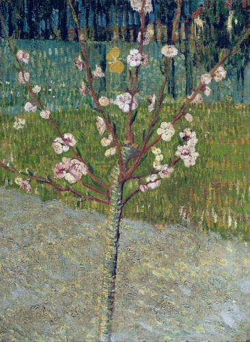 Almond Tree In Blossom, 1888