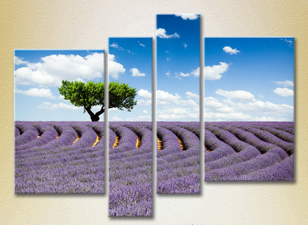 Tree In Lavender Field24