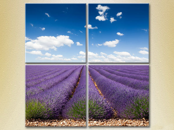Lavender Field4
