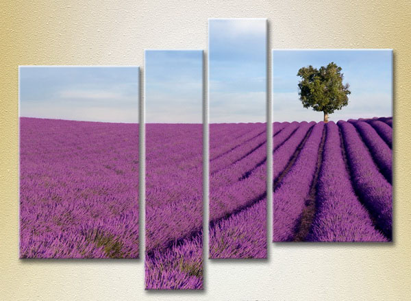 Lavender Field With Tree4