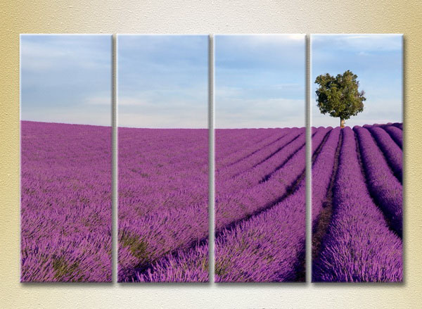 Lavender Field With Tree24