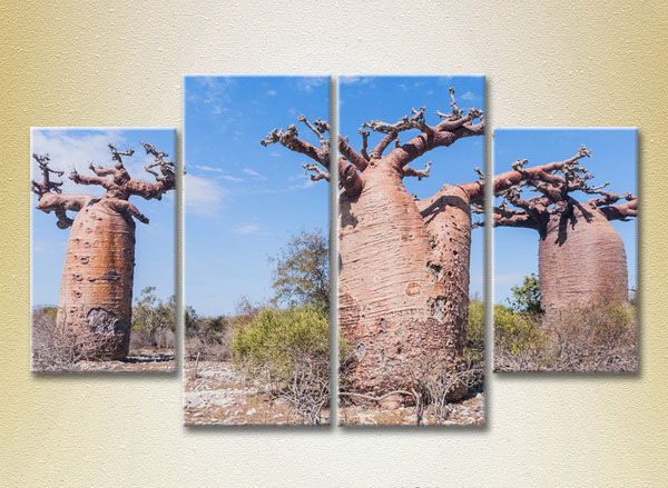 Three Baobabs4