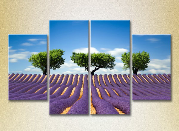 Three Trees In A Field Of Lavender4