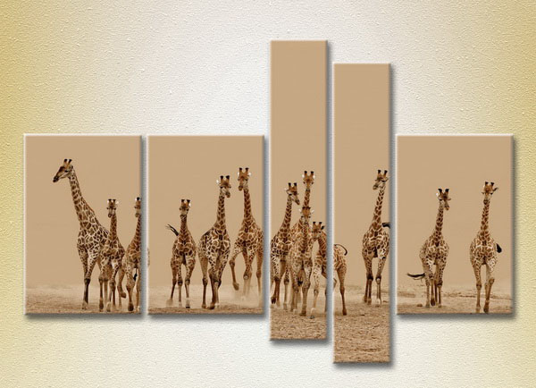 A Herd Of Giraffes5