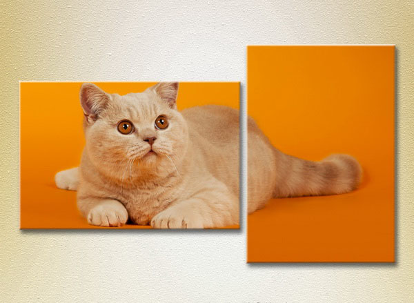 Red Cat On An Orange Background2