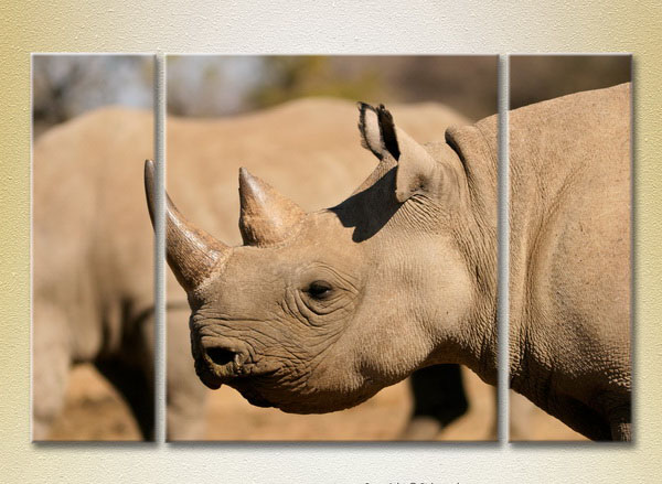Rhinoceros3