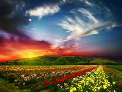 Buy Landscapes Art & Photo Prints Decor Field of Multicolored Roses Art. No: 10000018812