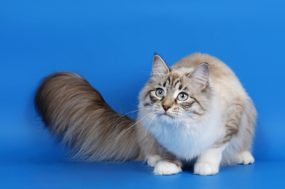 Fluffy Cat Tail Blue Background