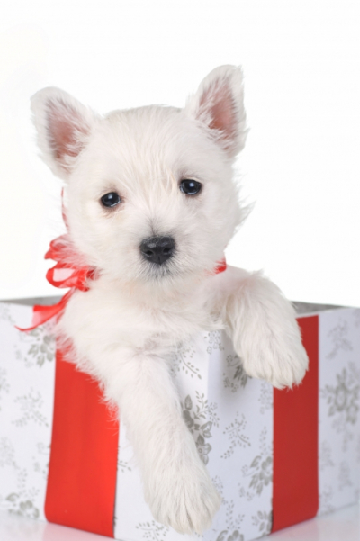 White Dog With A Bow Present