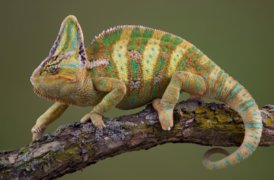Multicolored Chameleon In Stripes