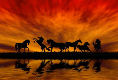 Horses Art & Photo Prints Horses Sunrises Art. No: 10000008620