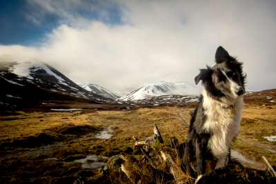Black And White Dog Among The Mountains