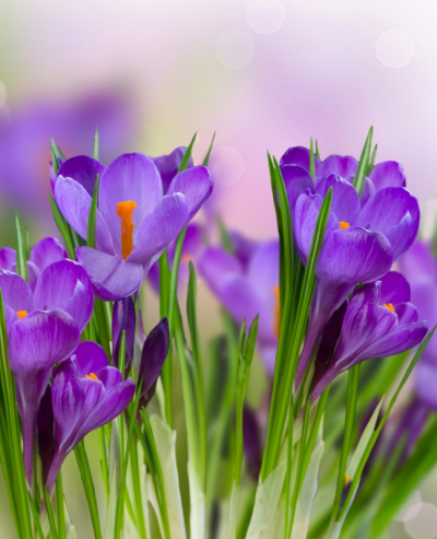 Crocus Art & Photo prints, Flowers Violet Snowdrops Art. No: 10000007322