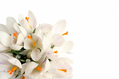 Crocus Art & Photo prints, Flowers White crocus bouquet Art. No: 10000007326