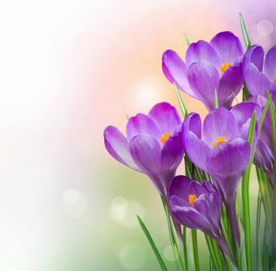 Crocus Art & Photo prints, Flowers Crocuses From the Right Side Art. No: 10000007328