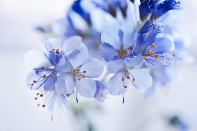 Flower Set Art & Photo Prints Blue Small Flowers Art. No: 10000007341