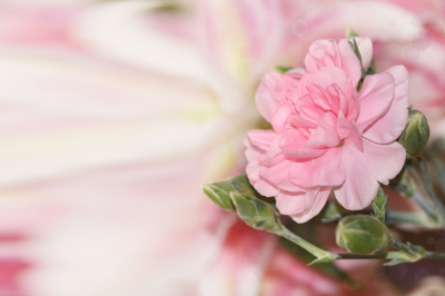 Flower Set Art & Photo Prints Pink Rose Branch Art. No: 10000007349