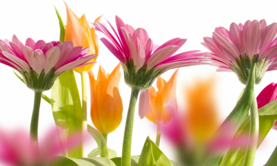 Pink Gerberas And Yellow Tulips