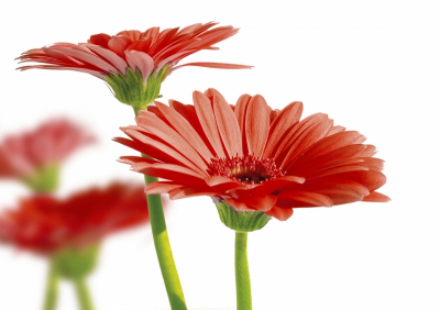Two Gerberas And Reflection