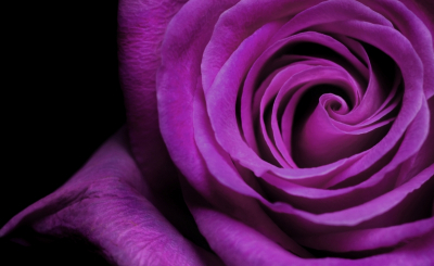 Roses Art Decor for Home Lilac Rose Close-up Art. No: 10000007463