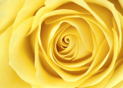 Roses Art Decor for Home Yellow Rose Close-up Art. No: 10000007450