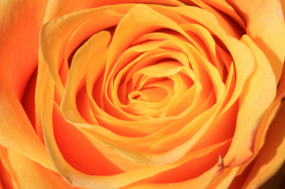 Orange Rose Close-up