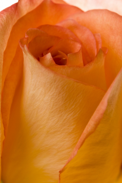 Roses Art Decor for Home Opening Rose Orange Blossom Art. No: 10000007466